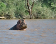 MG 9464 Hippo